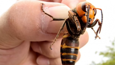 بريطانيا تستعد لمواجهة الدبابير الآسيوية القاتلة 